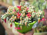 3 Unrooted Cotyledon Pendens Succulent Cuttings - 3-4 inch Long - Easy Grow, Propagation Plants