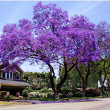 100 Royal Empress Tree Seeds (Paulownia tomentosa), Purple Flowers, Fast-Growing Tree, Decorative Tree, Garden Starter, Landscape Plant