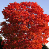 Red Maple Tree Cuttings, Acer rubrum, 12 Live Clippings, Color-Changing Foliage, USDA Zones 3-9, Wildlife Habitat