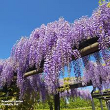 10 Hardy Purple Wisteria Unrooted Cuttings 6" - Wisteria Sinensis for Garden, Vines, and Pergolas