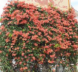 1 Bignonia "Tangerine Beauty" Crossvine Rooted Starter Plant | Bignonia capreolata | Fast-Growing Vine for Garden & Trellises