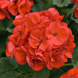 Geranium Cuttings, Pelargonium, 3 Red-Orange Flowering Stems, Unrooted, USDA Zones 9-11