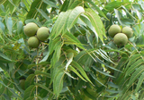 16 Black Walnut Tree Unrooted Cuttings - Juglans Nigra, Edible Nut, Wildlife-Friendly, Propagation Cuttings for Growing, Hardy Tree Scions
