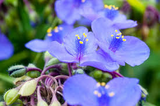 Tradescantia virginiana Cuttings - 10 Blue Spiderwort Stems, Rooted/Unrooted
