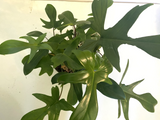 Philodendron Florida Ghost, 3" Potted Live Plant, Color-Changing Foliage, Rare Aroid