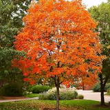 30 Sugar Maple Tree Seeds (Acer saccharum), Fall Color, Edible Maple Syrup Source, Hardy, Shade Tree, Perfect for Landscaping & Gardening