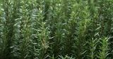 15 Organic Rosemary Herb Plant Cuttings, Rosmarinus Officinalis, Unrooted 10" Each, Fresh Culinary Herb for Propagation, Easy to Grow