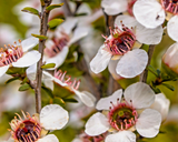 100 Manuka Tea Tree Seeds (Leptospermum scoparium), Honey Bush, New Zealand, Grow Your Own Manuka Honey, Hardy & Aromatic