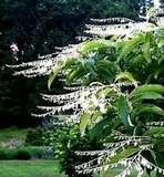 100 Lily of the Valley Sourwood Seeds (Oxydendrum arboreum), Honey Bee Tree, Fragrant White Flowers, Native Tree, Wildlife Friendly
