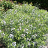 Threadleaf Blue Star, Arkansas Blue Star