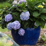 Endless Summer® The Original Hydrangea