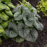 Jack of Diamonds Heartleaf Brunnera