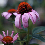 Magnus Echinacea, Coneflower