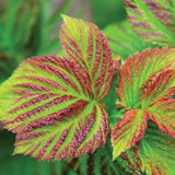 Shortcake® Raspberry
