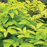 Sun King Golden Japanese Spikenard