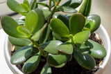 Jade Plant Cuttings (Crassula ovata) – 3 Unrooted Lucky Money Succulent Starts – 3" to 5" Each – Easy to Grow Gift Plant