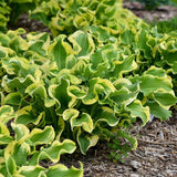 PW® Shadowland® Wheee! Hosta