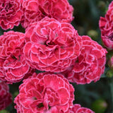 Fruit Punch® Raspberry Ruffles Dianthus