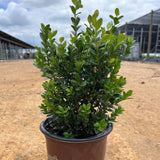Baby Gem™ Boxwood