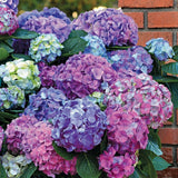 LA Dreamin'® Hydrangea