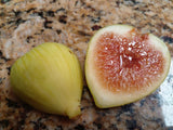 White Kadota Fig Cuttings (Ficus carica) - 2 Unrooted 6-8" | Rare Heirloom Green Fig | Sweet Fruit Tree for Propagation & Home Gardens