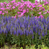PW® Magic Show® Wizard of Ahhs Veronica