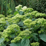 Invincibelle Sublime™ Smooth Hydrangea