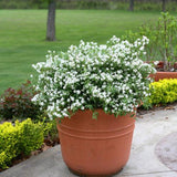 Yuki Snowflake® Deutzia