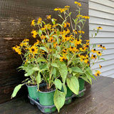 Black-Eyed Susan
