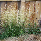 Karl Foerster's Feather Reed Grass