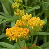 Hello Yellow Butterfly Weed