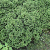 Hetz Midget Arborvitae, Mini Arborvitae