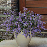 Cat's Meow Catmint