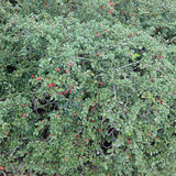Cranberry Cotoneaster