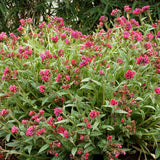 Raspberry Splash Lungwort