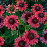 PW® Summersong™ Firefinch™ Coneflower