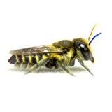 Summer Leaf Bees - (200ct) Free FedEx 2-Day Mail