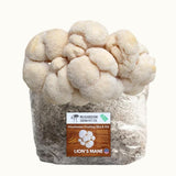4 Pack - Lion's Mane, Gold, Pink, and Blue Oyster Mushroom Grow Kit Fruiting Blocks