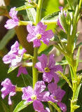 1000 Lythrum alatum Seeds | Winged Loosestrife | Native Perennial Wetland Plant | Pollinator-Friendly Meadow & Garden
