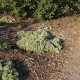 Silver Mound Wormwood, Ghost Plant