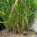 Shenandoah Switch Grass