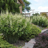 Decadence® Vanilla Cream False Indigo