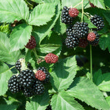 Marionberry
