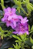 Catawba Boursault Rhododendron Starter Plant (Rhododendron catawbiense) – Live Bareroot Shrub, Purple Blooms, Hardy Evergreen Landscape Plant