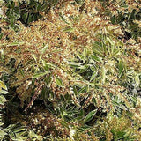 Flaming Silver Pieris