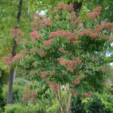 Temple of Bloom® Seven-Son Flower