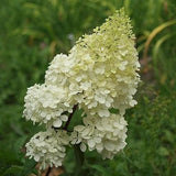 First Editions® Vanilla Strawberry™ Hydrangea