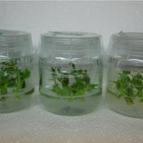 microCLONE Snap-on Lids for Tissue Culture Jars (30-pack)