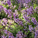 Cat's Meow Catmint