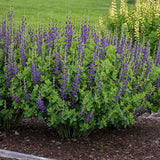PW® Decadence® Sparkling Sapphires False Indigo